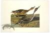 Yellow Billed Cuckoo